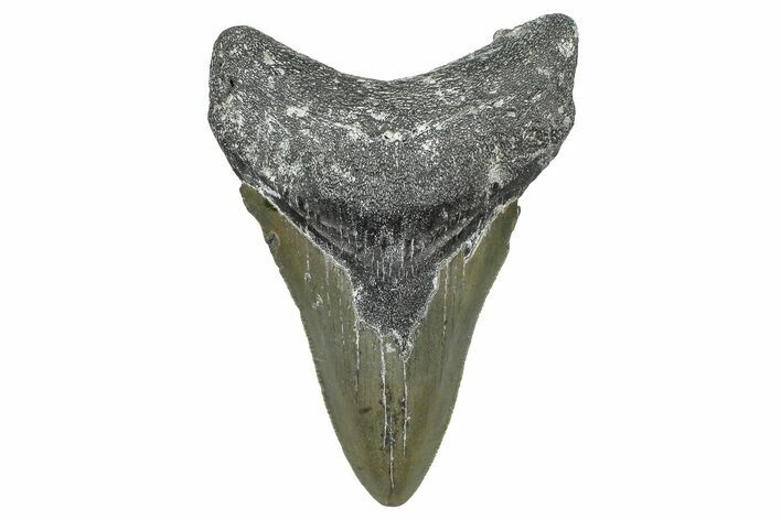 Fossil Megalodon Tooth - North Carolina #368445